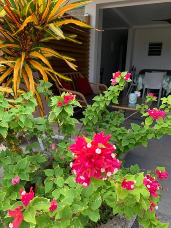 Le Tropical Appartement 1 Ou 2 Chambres Les Anses-d'Arlet Exterior foto